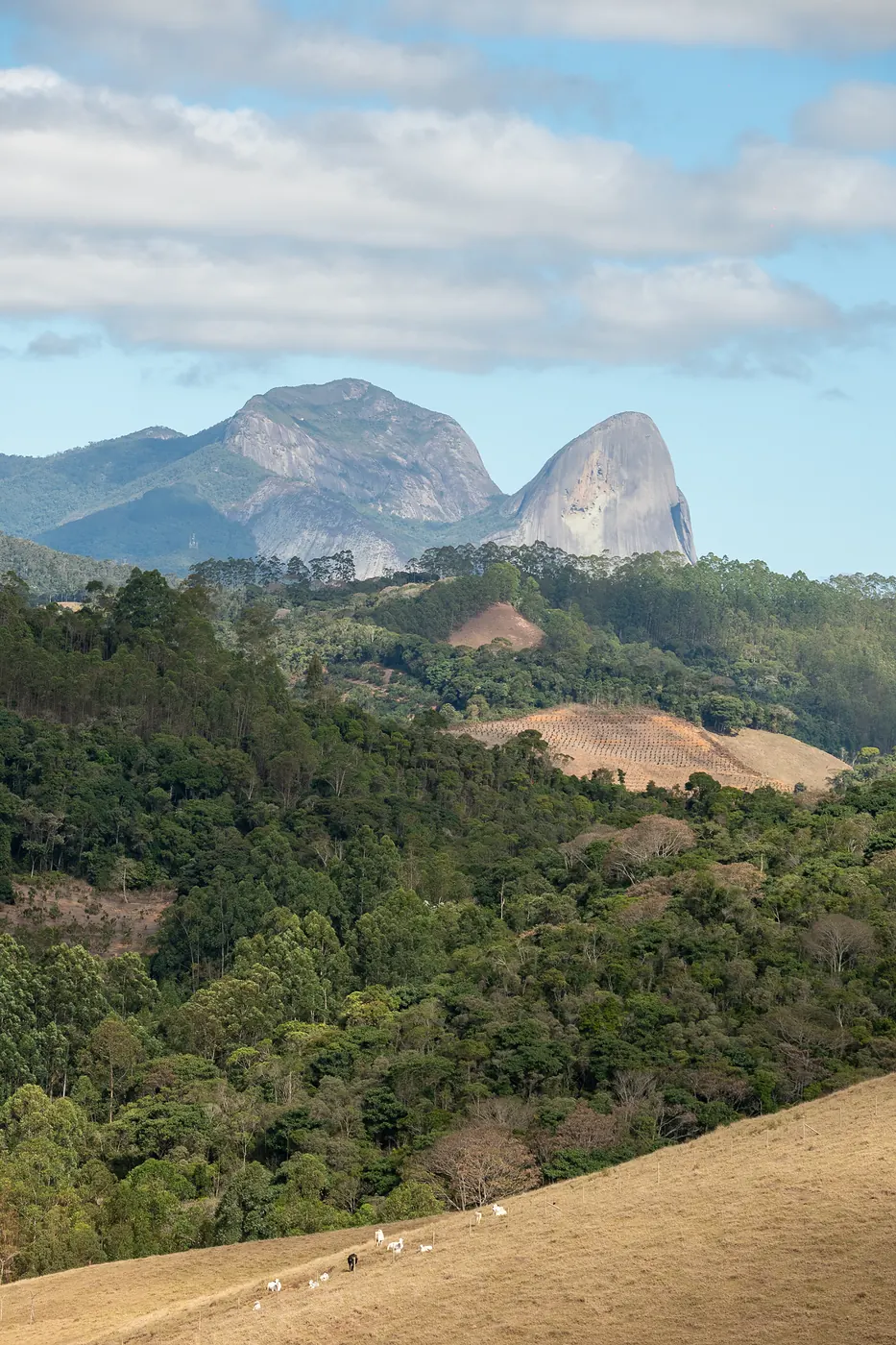 Gado no pasto com a Pedra Azul ao fundo