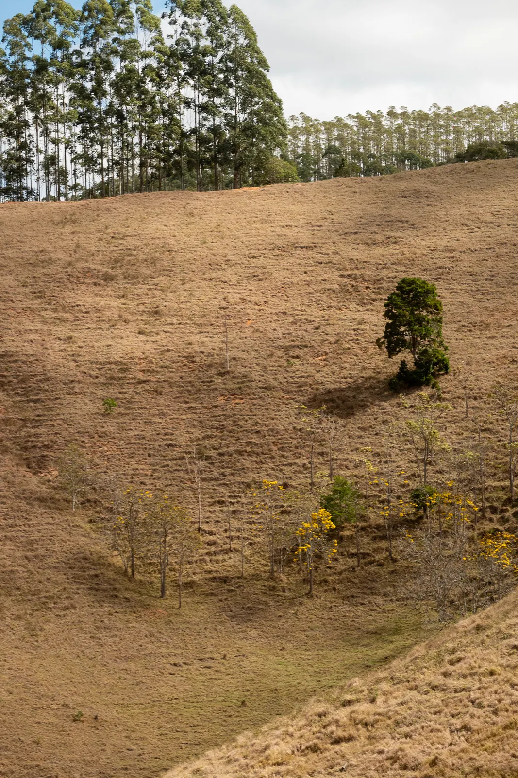 Encosta de pasto dourado com uma árvore isolada e eucaliptal no topo