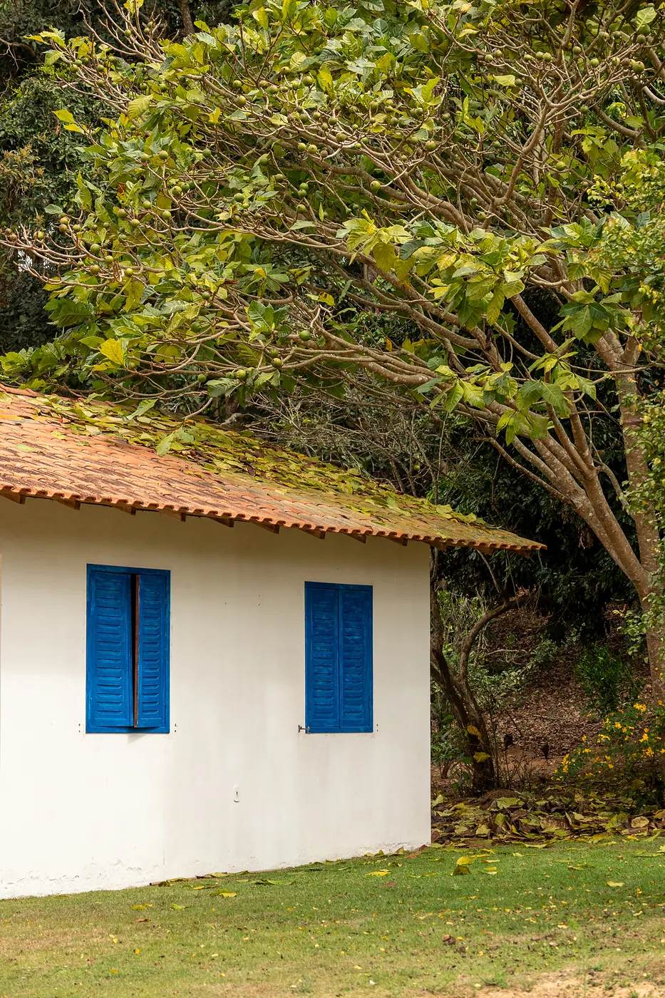 Sede antiga caiada, janelas azuis e telhado cerâmico