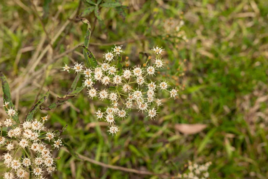 Flores brancas miúdas no campo