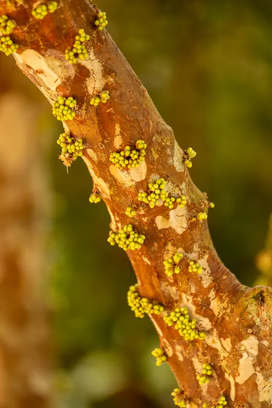 Jabuticabeira com botões florais no tronco
