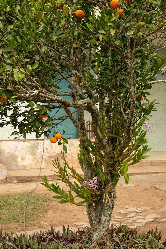 Pé de laranja no pomar da sede