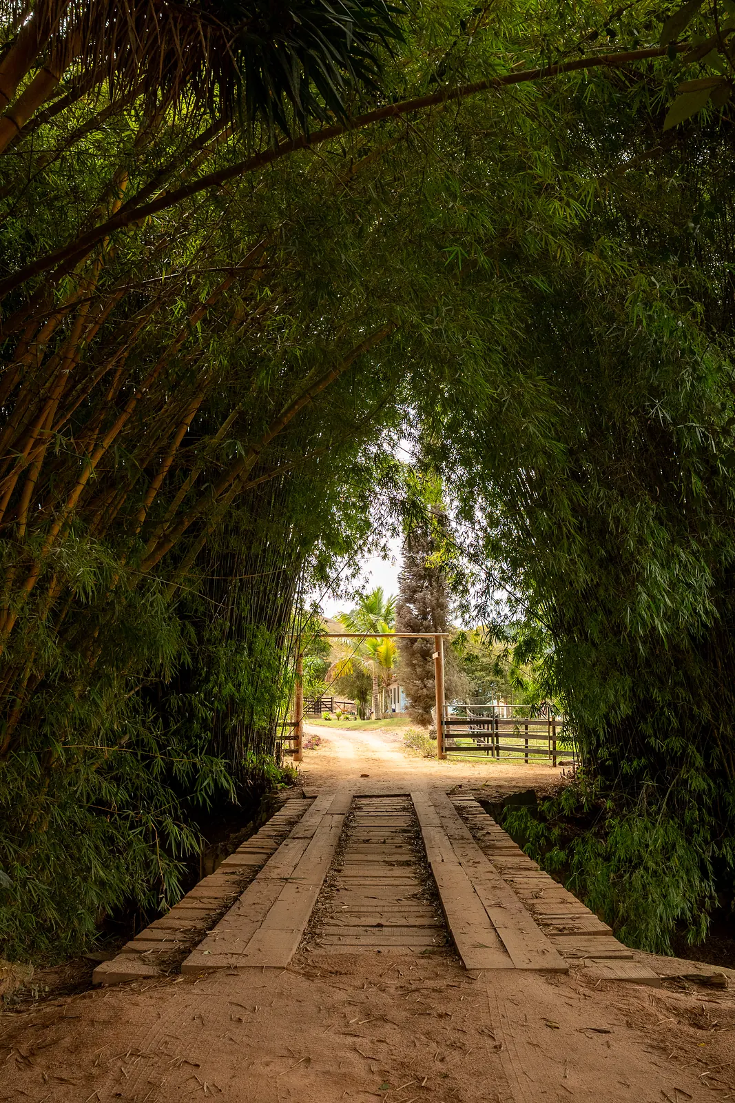 Estrada de terra sob túnel de bambuzal